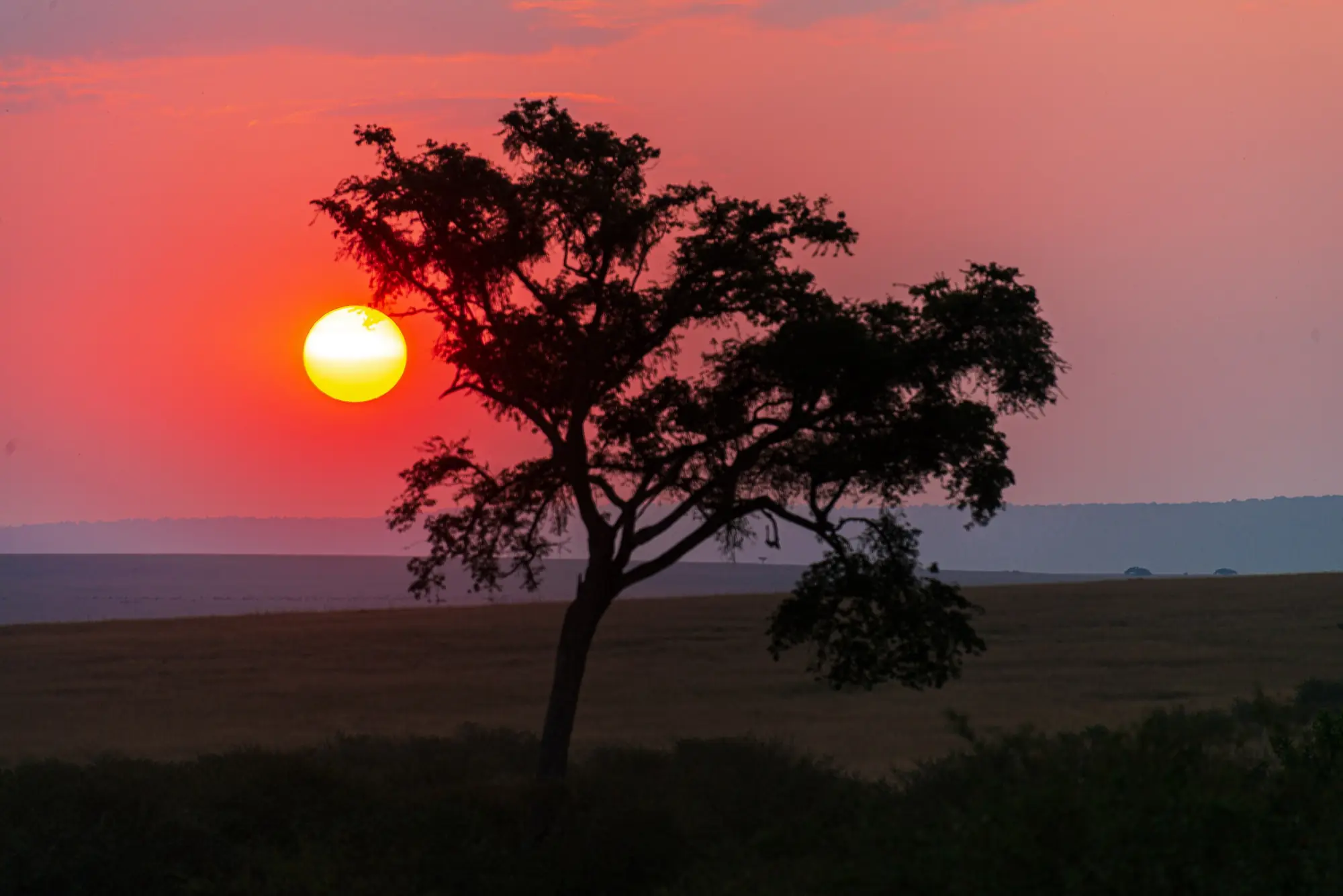 Acacia tree silhouetted against a red sunset in the Masai Mara, Kenya