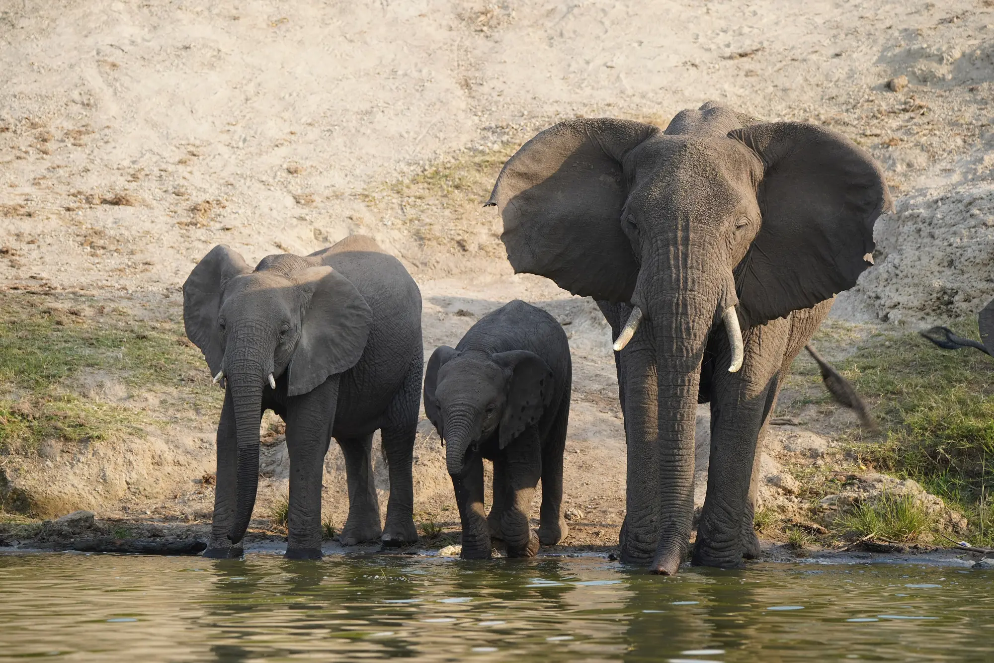 Elephant family drinking near the Kazinga Channel, Queen Elizabeth National Park