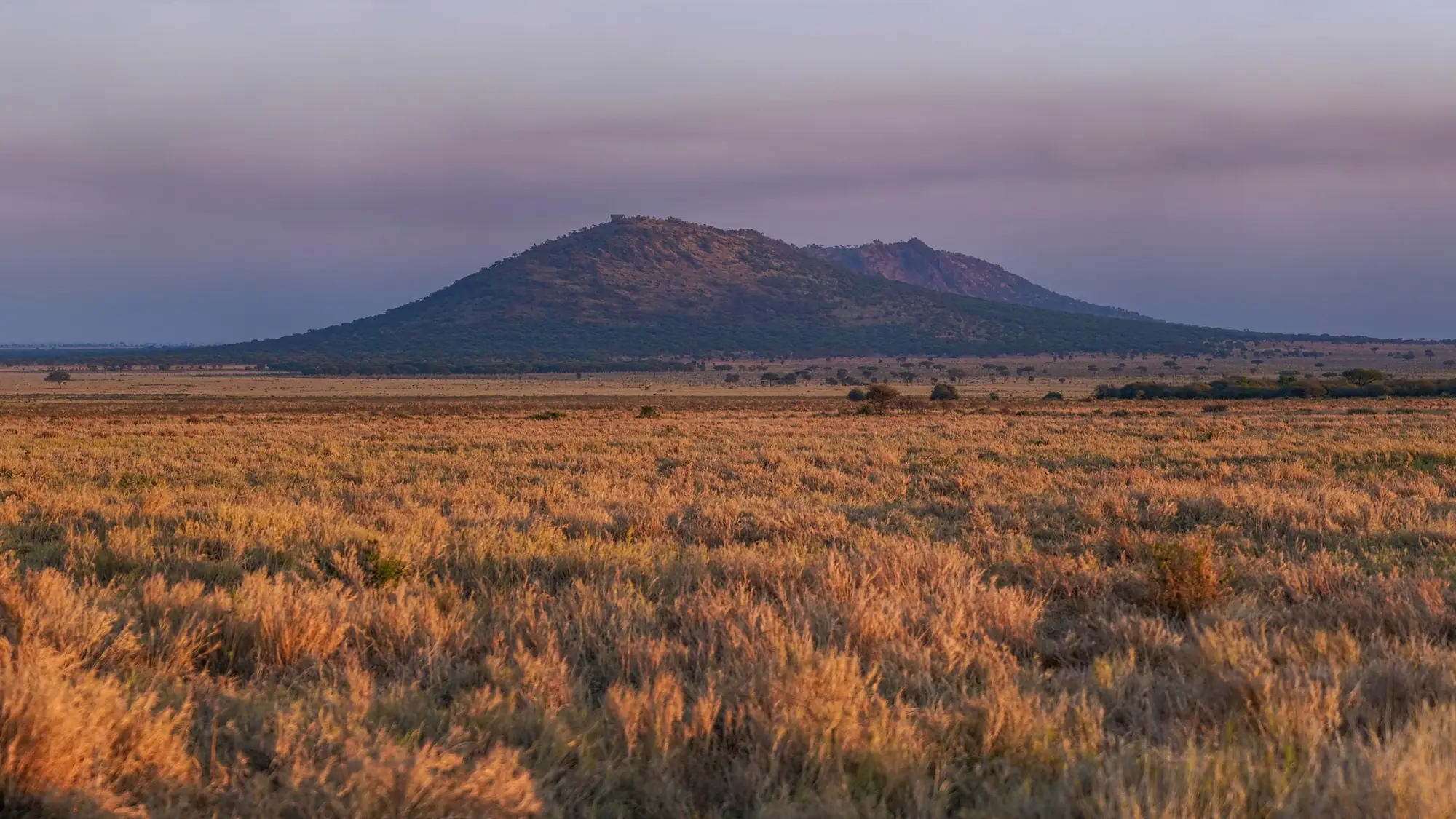 Sunrise over the golden grass plains of the Serengeti, Tanzania