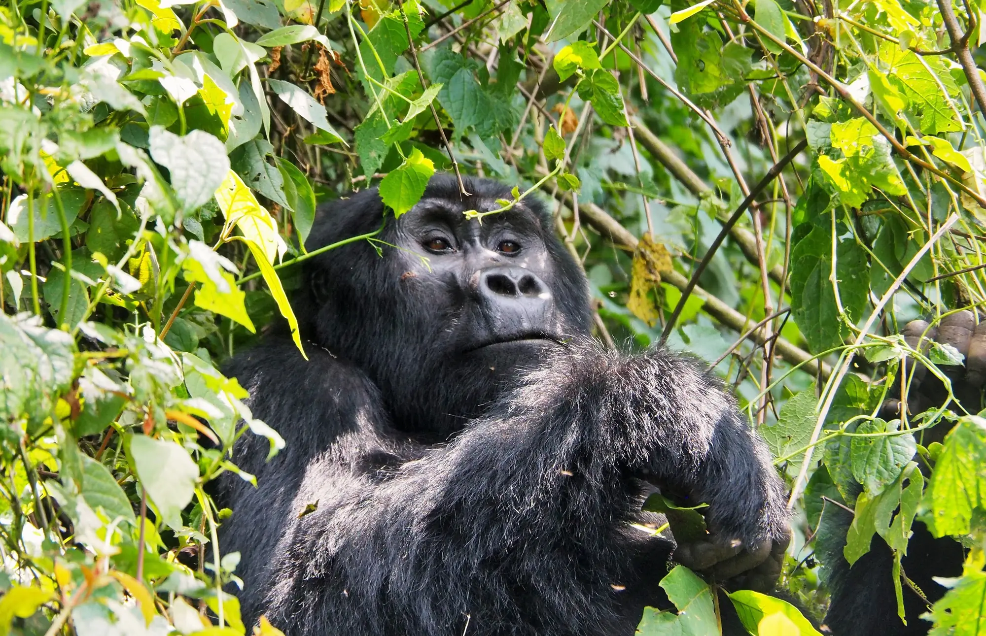 Silverback mountain gorilla in Bwindi Impenetrable Forest, Uganda