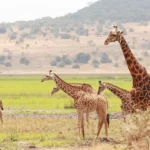 Herd of Masai giraffes on the grassy plains of Akagera National Park, Rwanda
