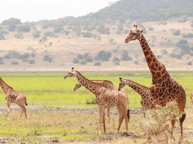 Herd of Masai giraffes on the grassy plains of Akagera National Park, Rwanda