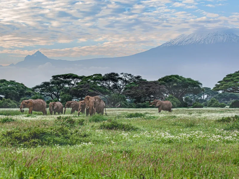 Elephants grazing on the Amboseli plains beneath snow-capped Mount Kilimanjaro