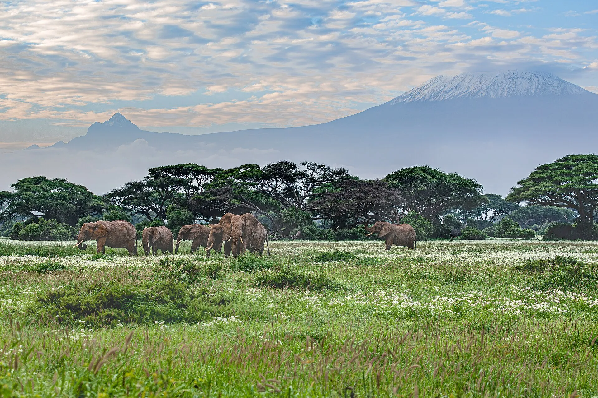 Elephants grazing on the Amboseli plains beneath snow-capped Mount Kilimanjaro