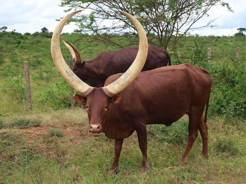 Ankole cattle with huge curved horns grazing in western Uganda