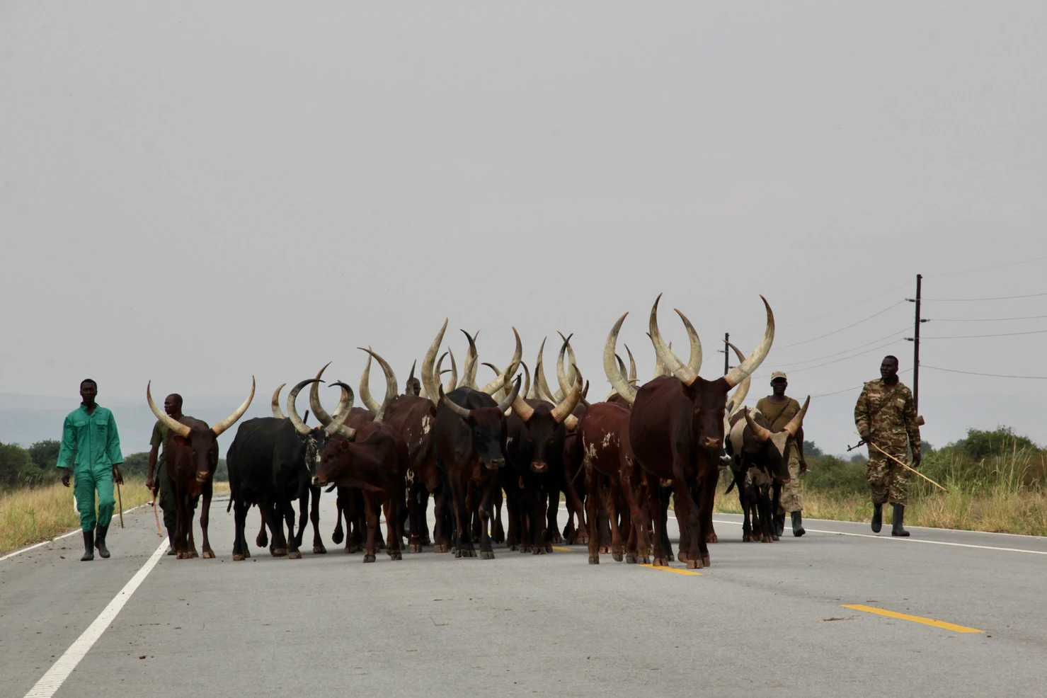 Herders walking long-horned Ankole cattle along a Ugandan road