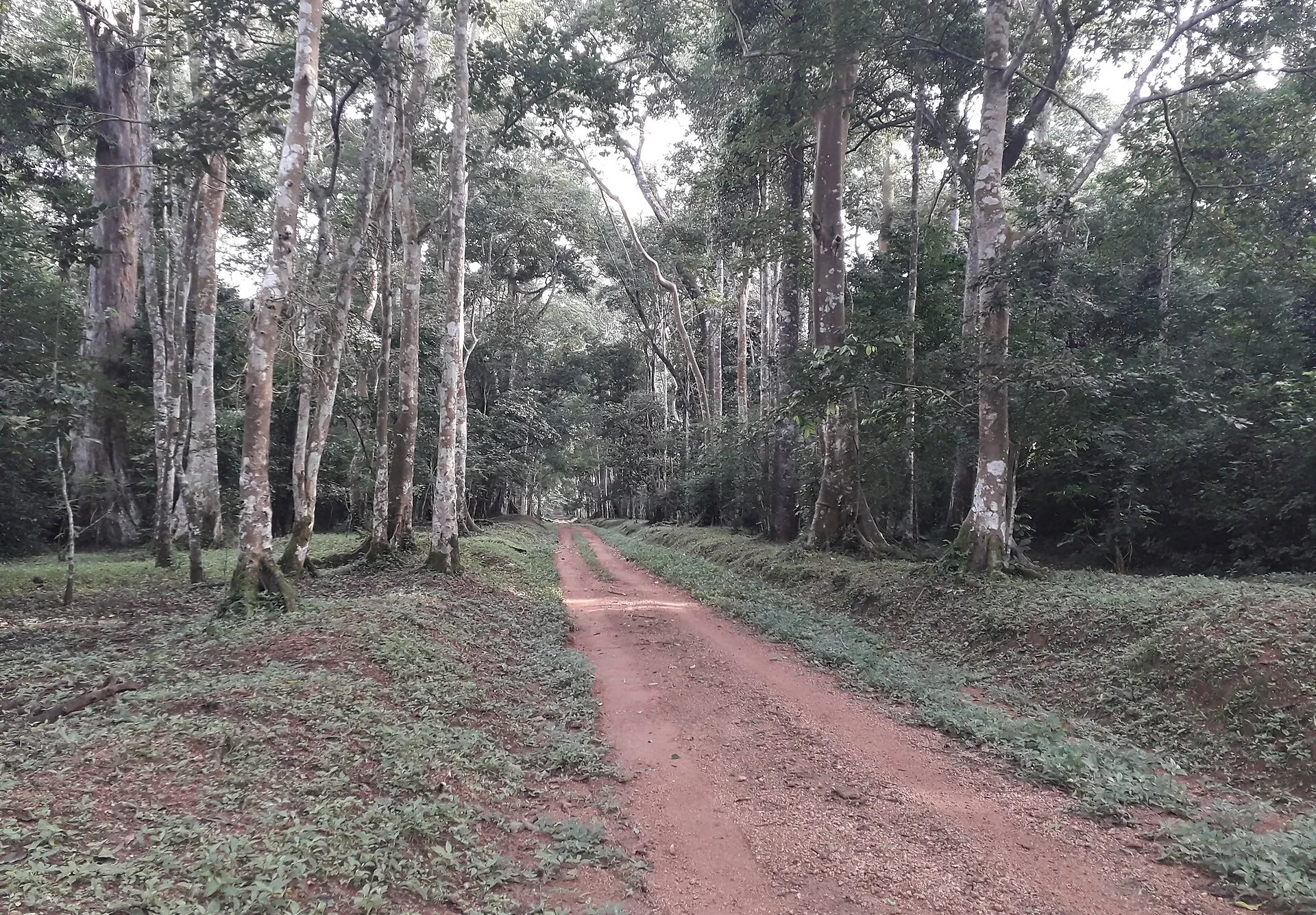 The Royal Mile track through tall trees in Budongo Forest, Uganda