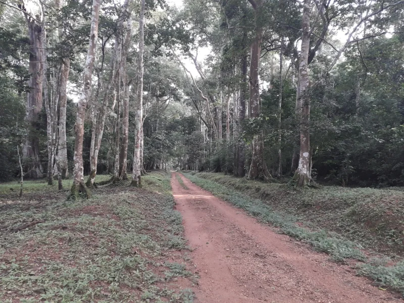 The Royal Mile track through tall trees in Budongo Forest, Uganda