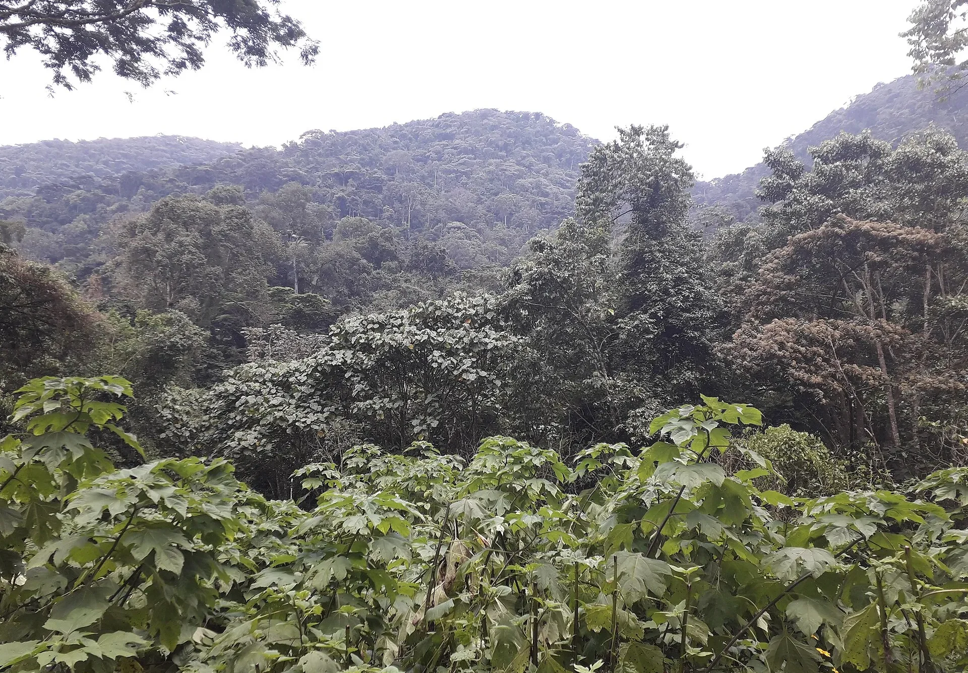 Forested hills of Bwindi Impenetrable National Park seen from Buhoma
