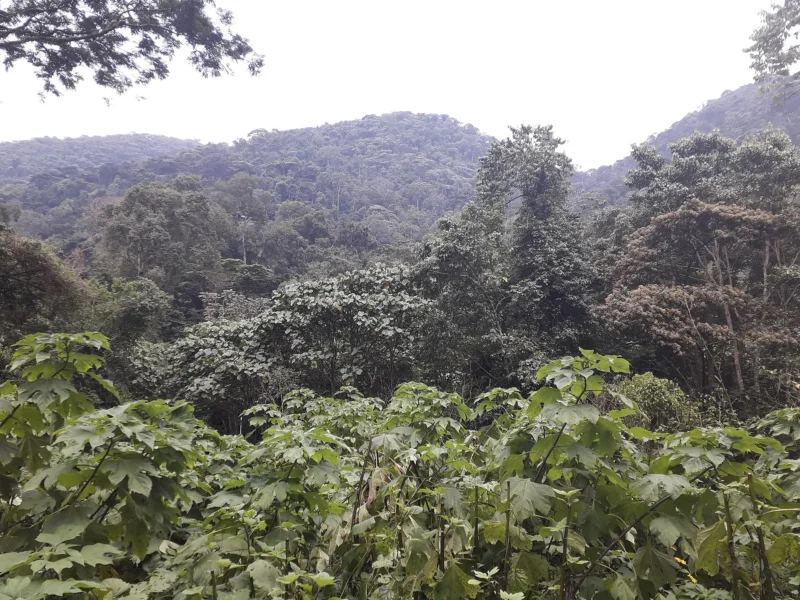 Forested hills of Bwindi Impenetrable National Park seen from Buhoma