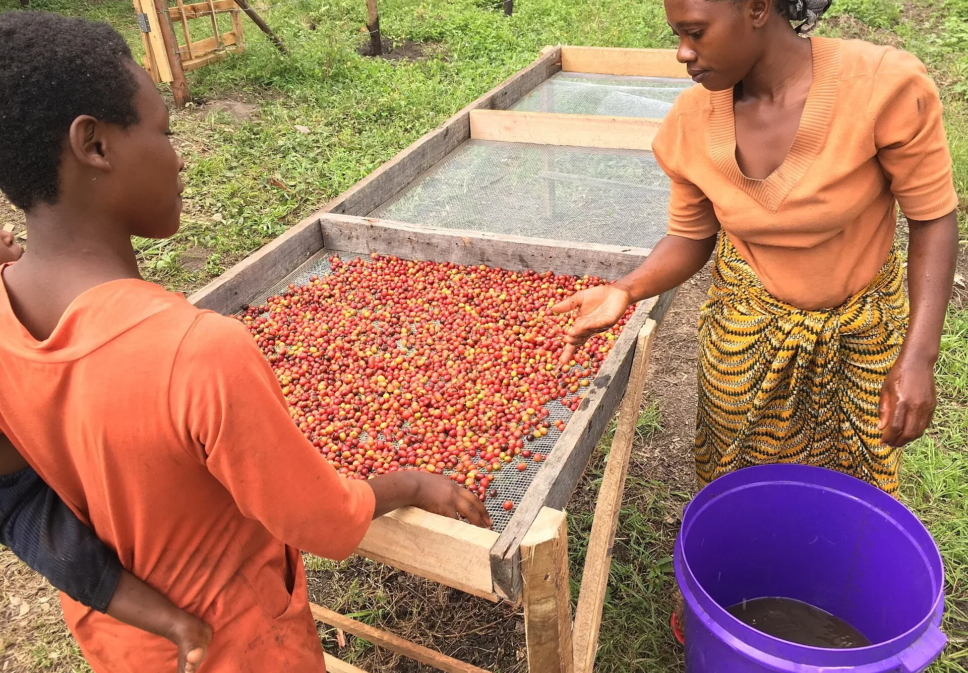 Women sorting coffee cherries on a raised drying table