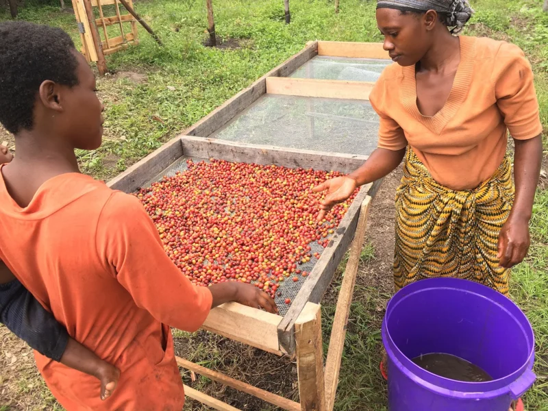 Women sorting coffee cherries on a raised drying table