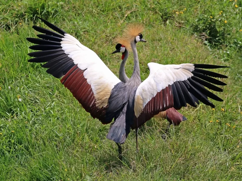 Grey crowned crane pair dancing with wings spread