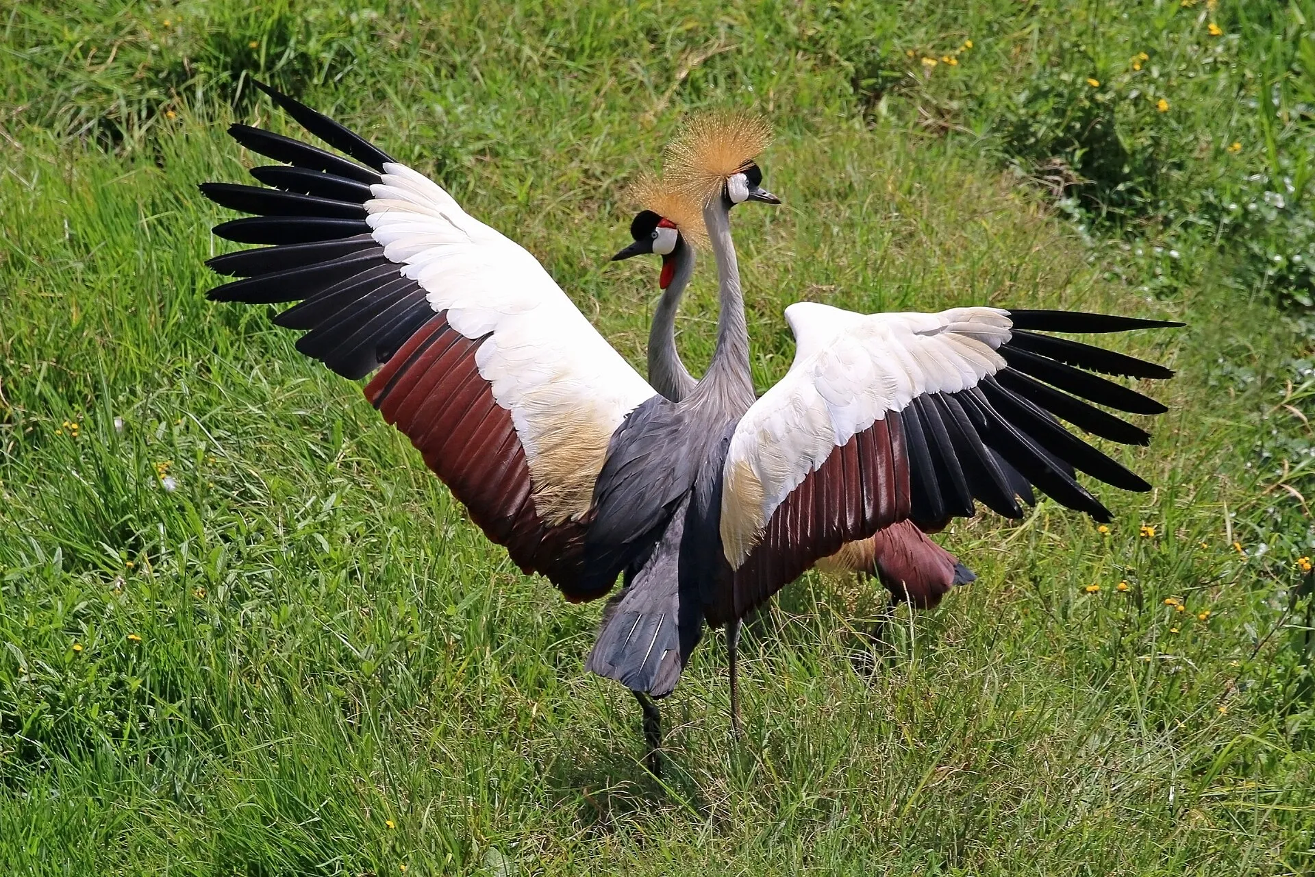 Grey crowned crane pair dancing with wings spread