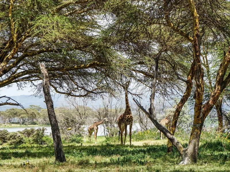 Giraffes walking among yellow fever trees on Crescent Island, Lake Naivasha
