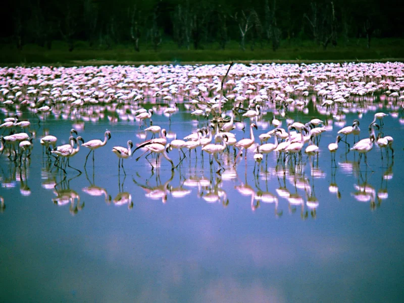 Lesser flamingos wading in the shallows of a Rift Valley lake