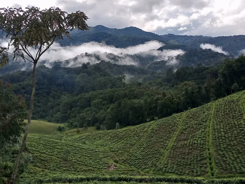 Gishwati natural forest above tea plantations, western Rwanda