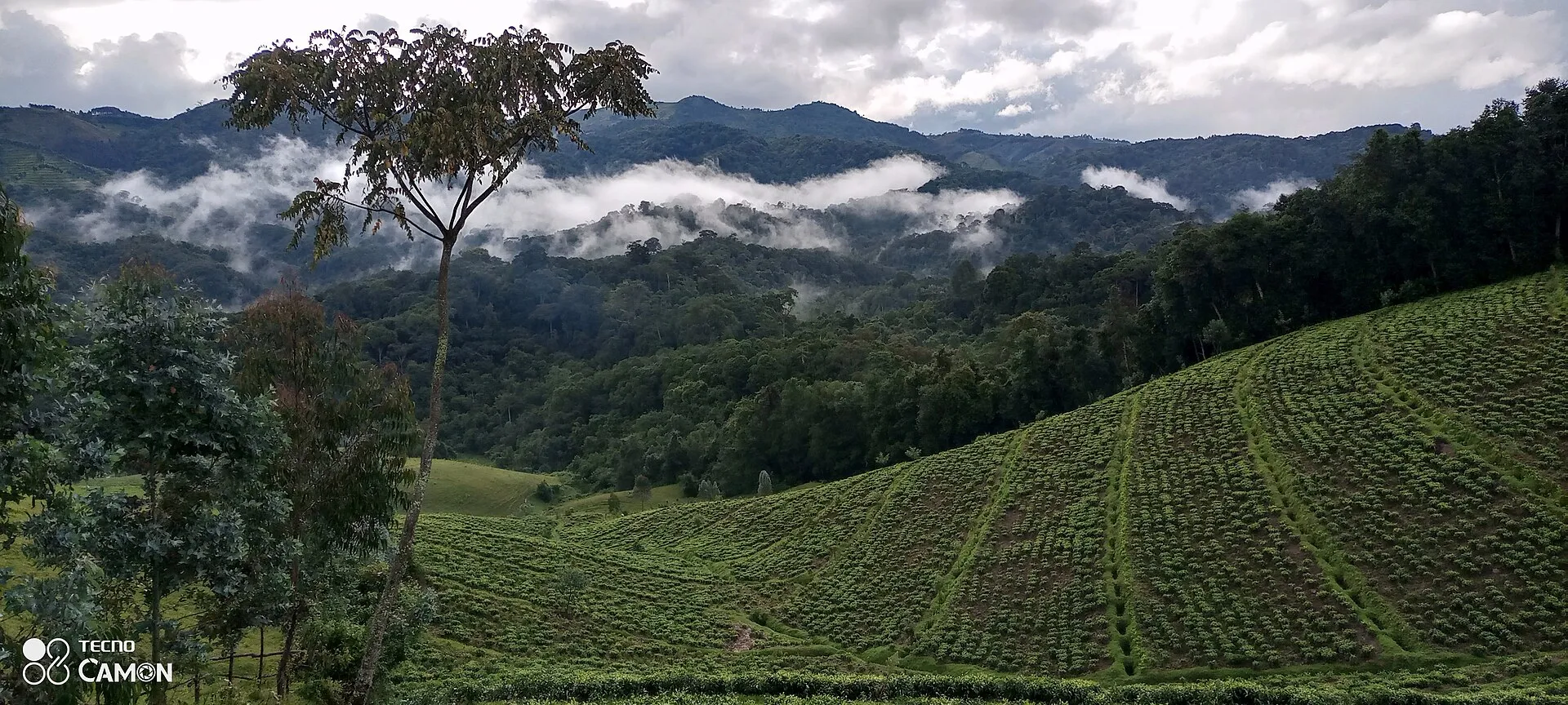 Gishwati natural forest above tea plantations, western Rwanda