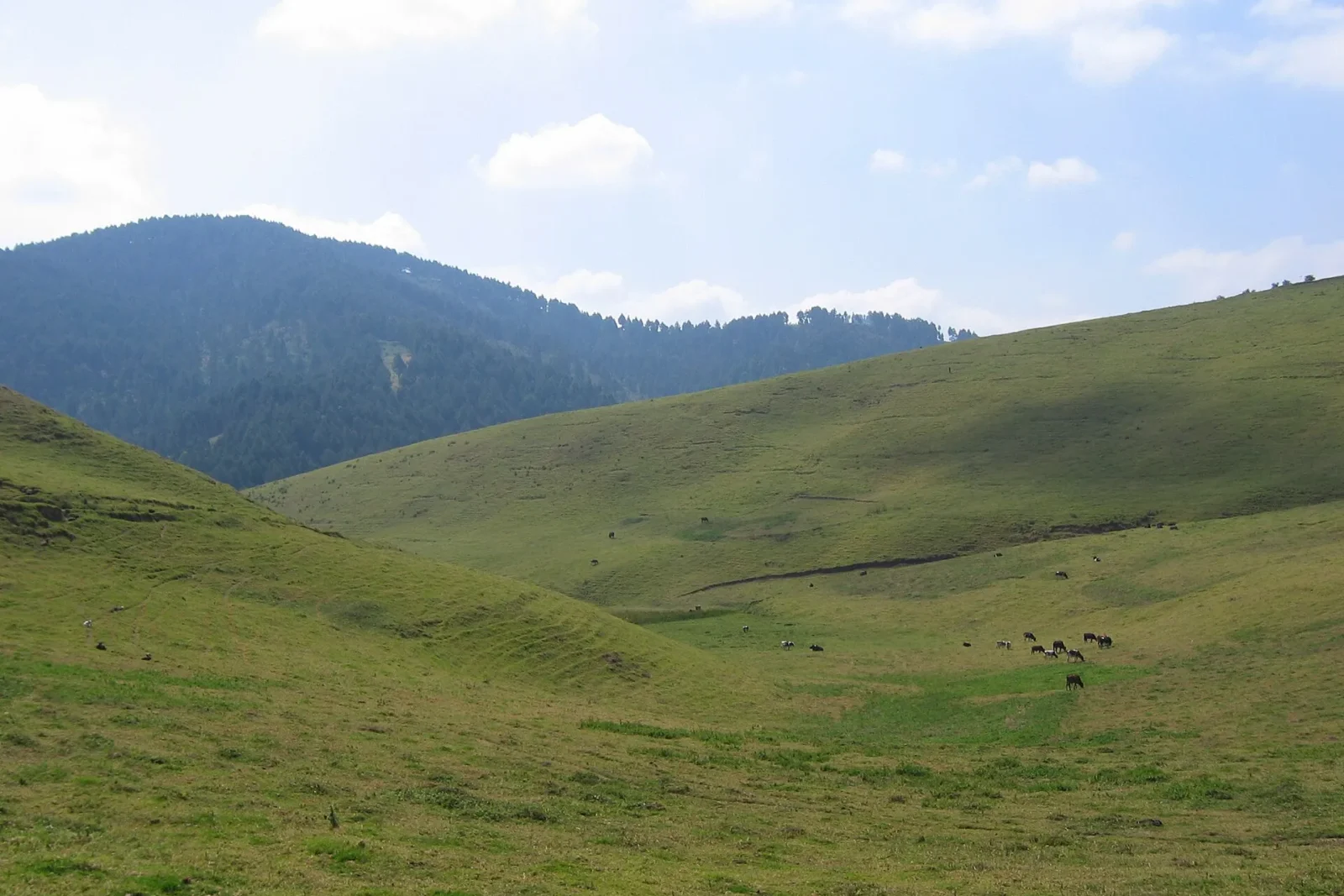 Green hills and forest of Gishwati, Rwanda