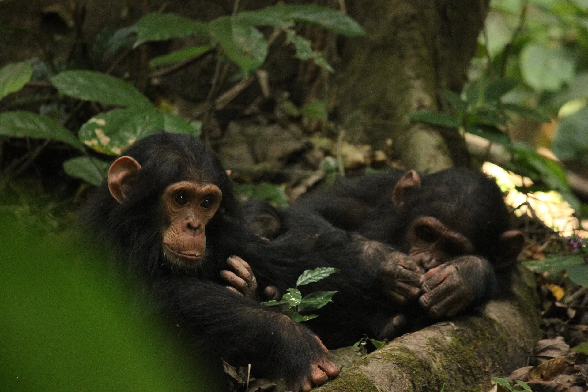 Chimpanzees resting together in the forest of Gombe Stream National Park