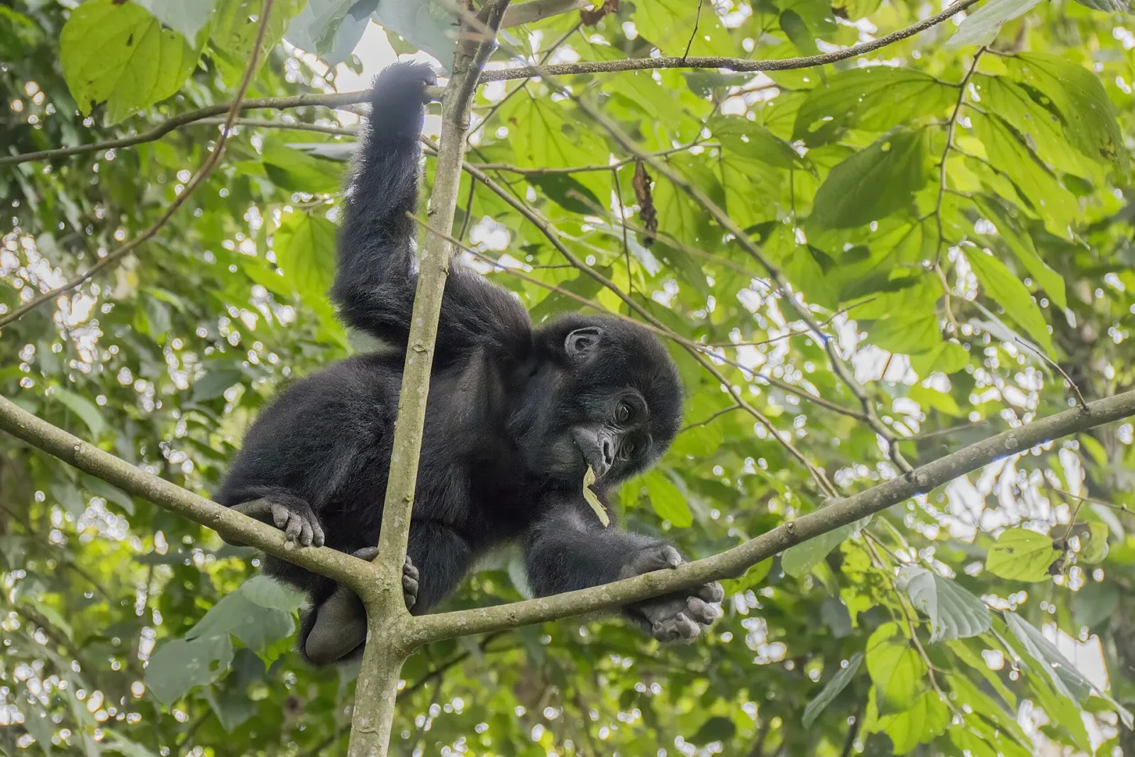 Young mountain gorilla climbing in a tree in Buhoma, Bwindi