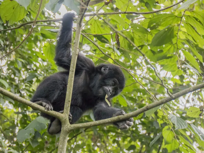 Young mountain gorilla climbing in a tree in Buhoma, Bwindi