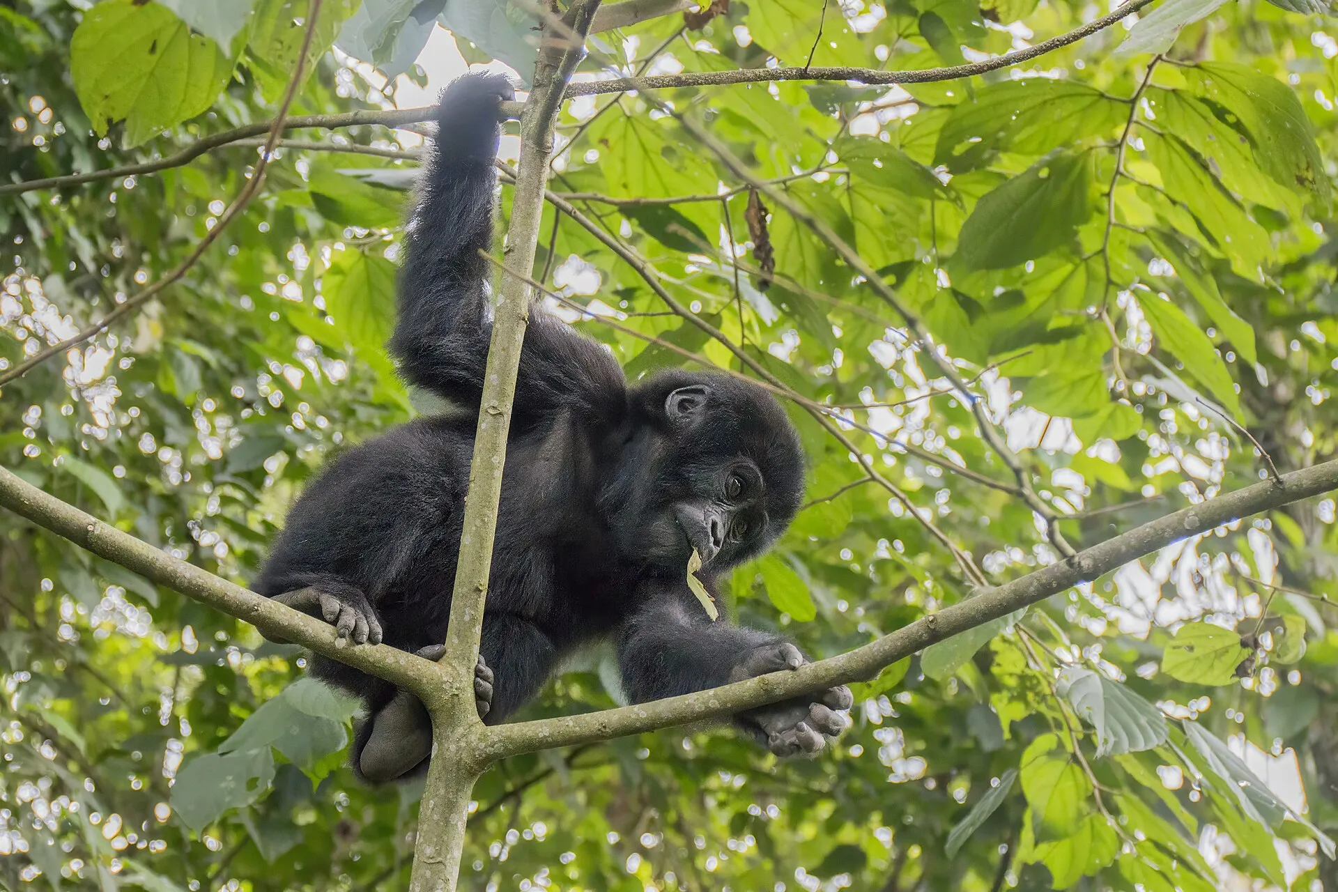 Young mountain gorilla climbing in a tree in Buhoma, Bwindi