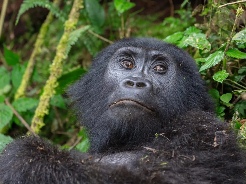 Close portrait of a mountain gorilla in the forest of Bwindi