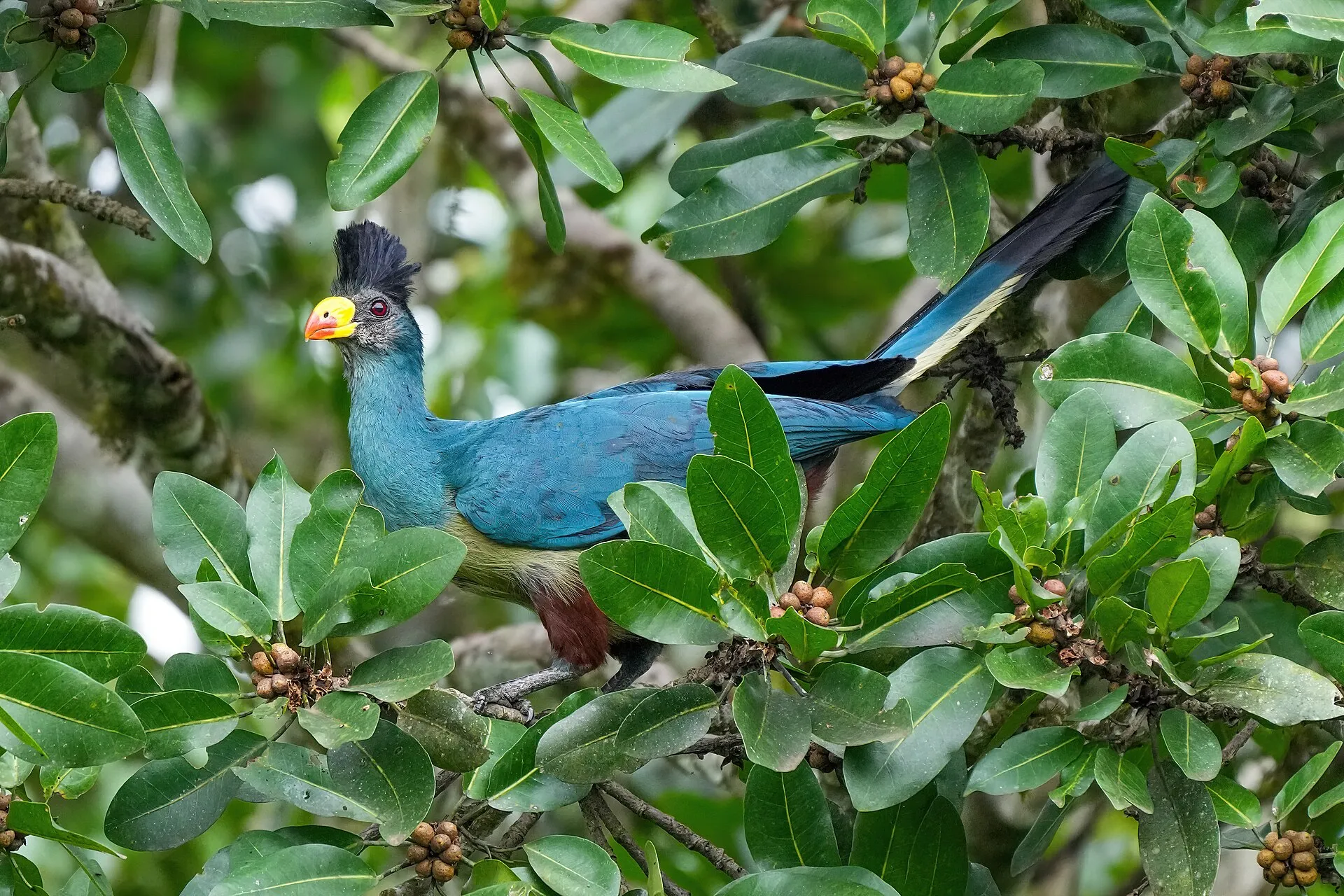 Great blue turaco perched among fruiting branches in Kibale Forest