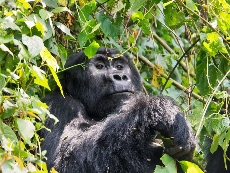 Silverback