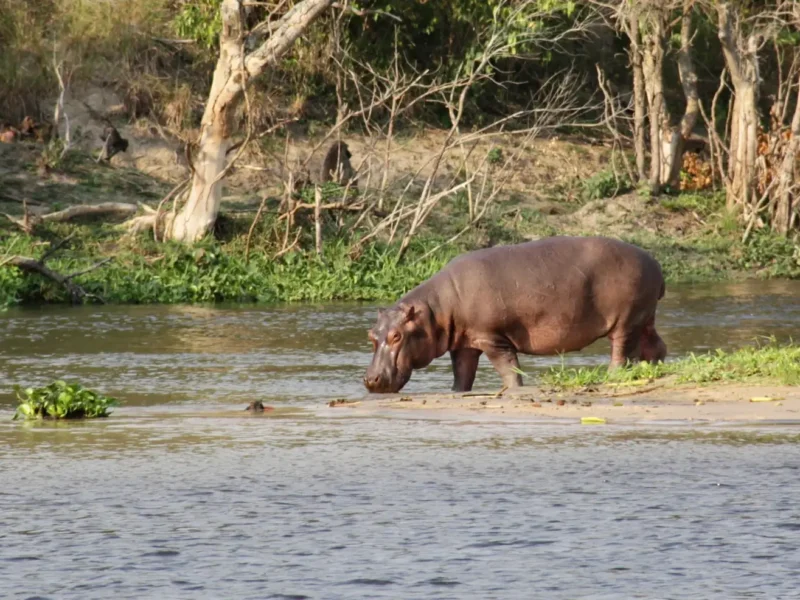 1-Day Mabamba Shoebill Day Trip photo