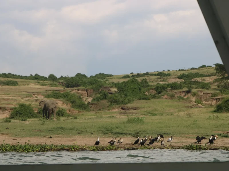 Buffalo, hippos and waterbirds on the banks of the Kazinga Channel