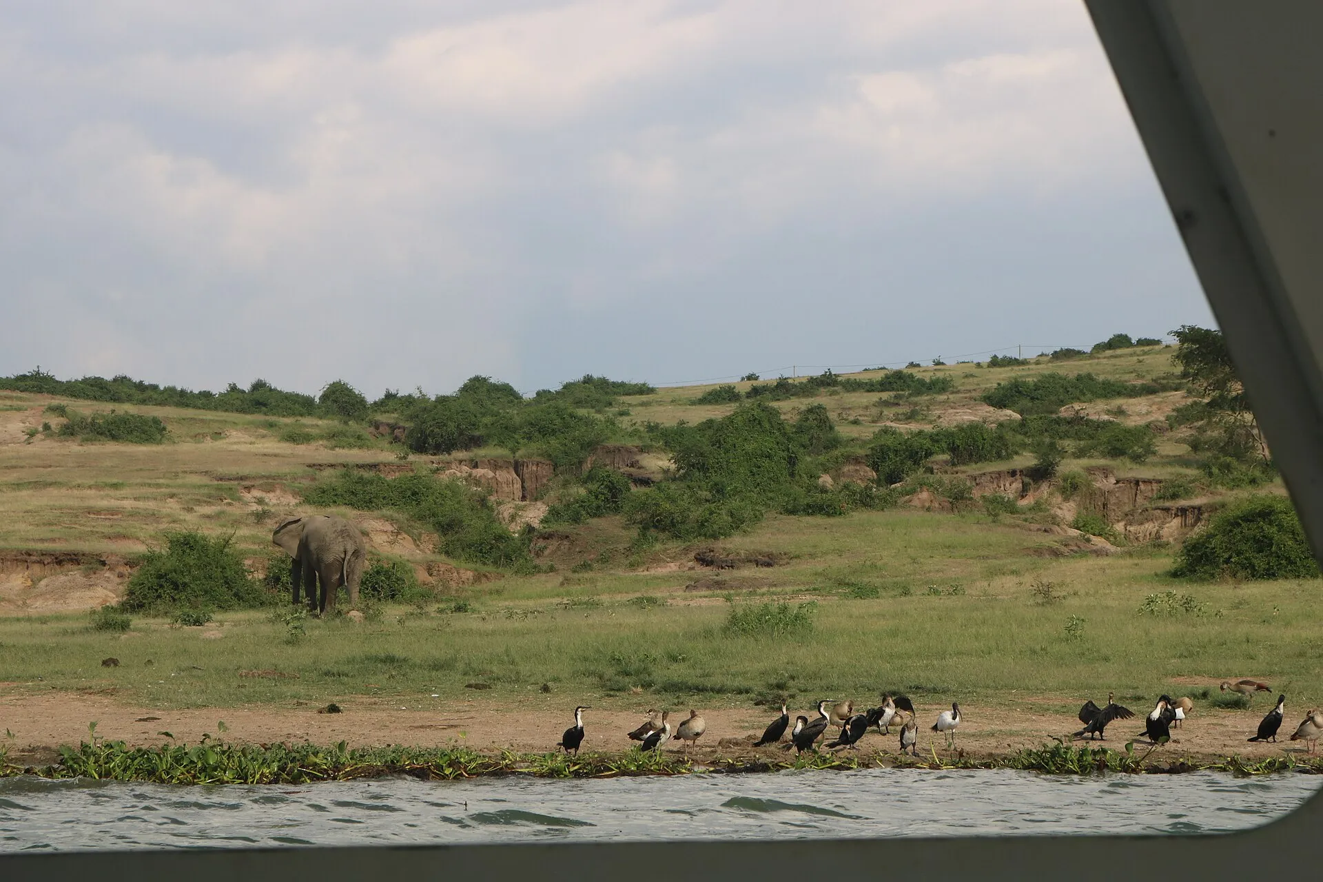 Buffalo, hippos and waterbirds on the banks of the Kazinga Channel