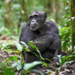 Adult male chimpanzee sitting on the forest floor in Kibale Forest National Park