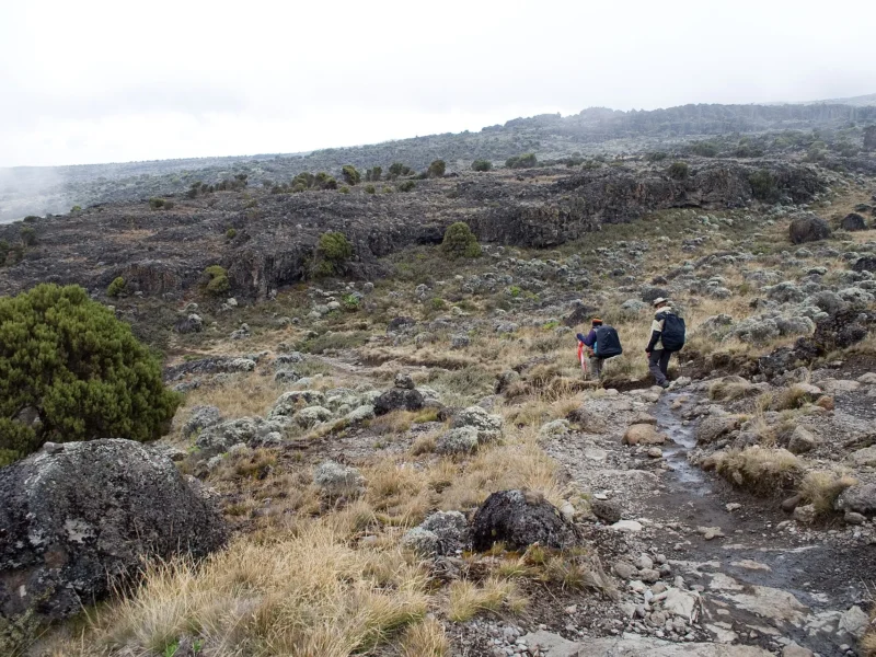 Trekkers crossing the Shira Plateau on Kilimanjaro