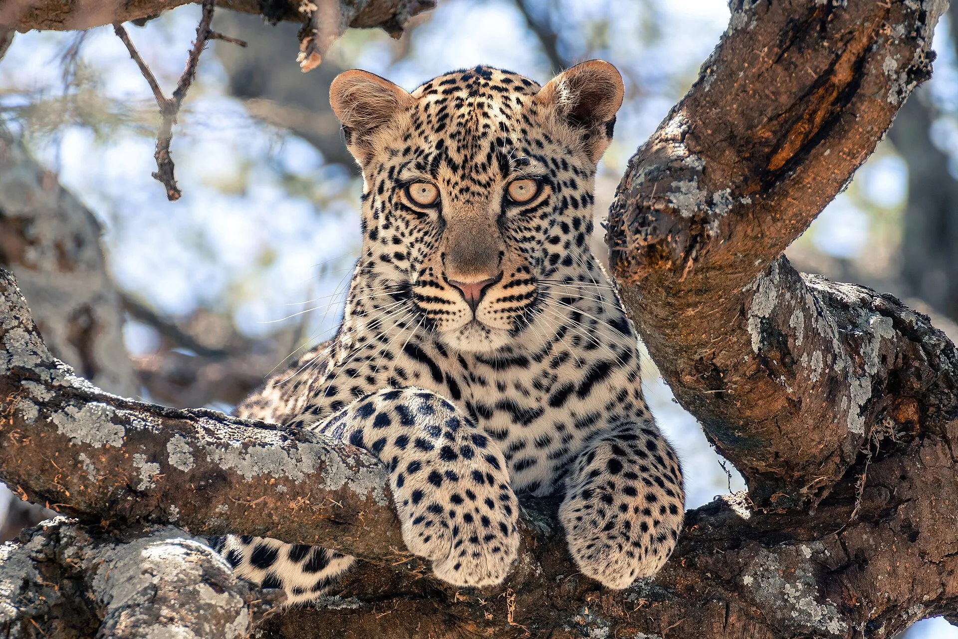 Young leopard resting on a tree branch in the Serengeti
