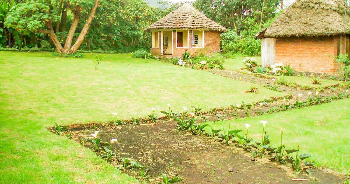 Thatched bandas at Amajambere Iwacu Community Camp