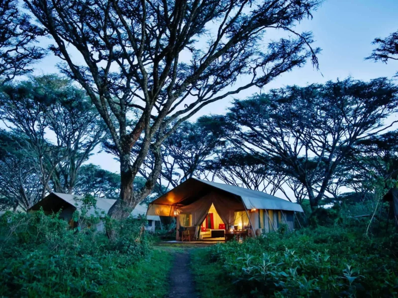 Tent in the acacia forest at Lemala Ngorongoro Tented Camp