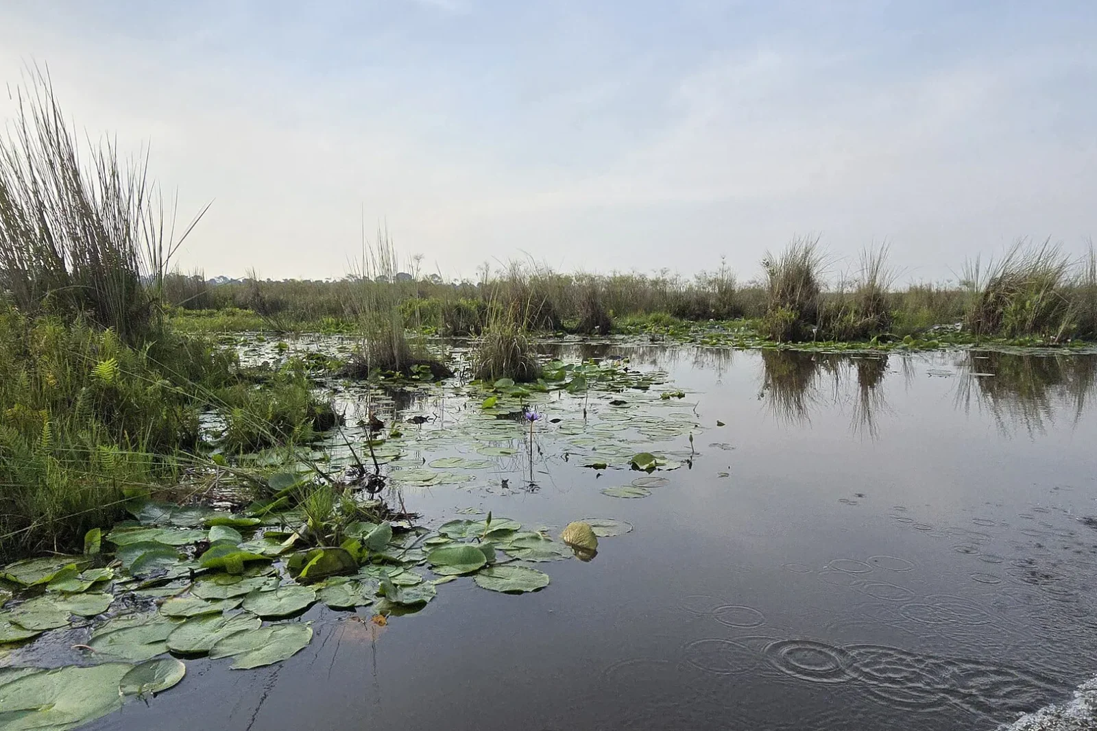 Open water channel through papyrus and water lilies in Mabamba Swamp, seen from a canoe