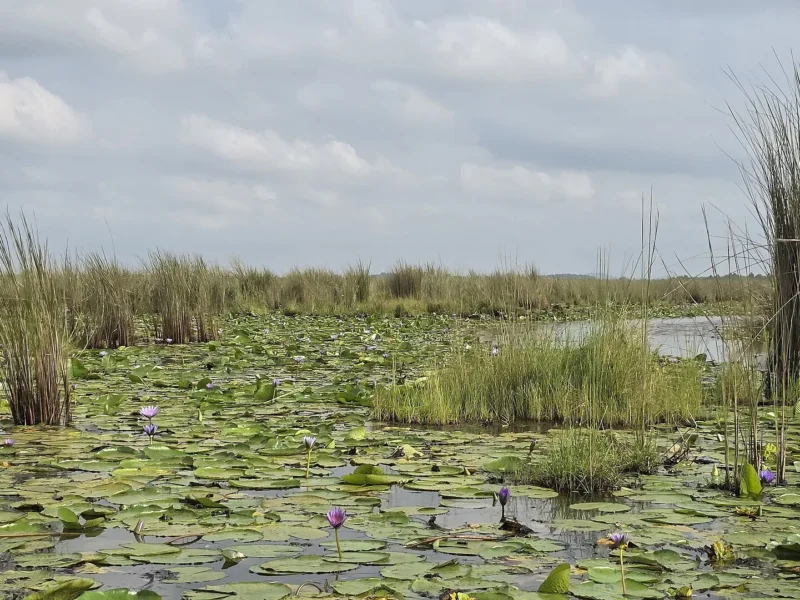 African jacana walking on water lilies among purple flowers in Mabamba Swamp