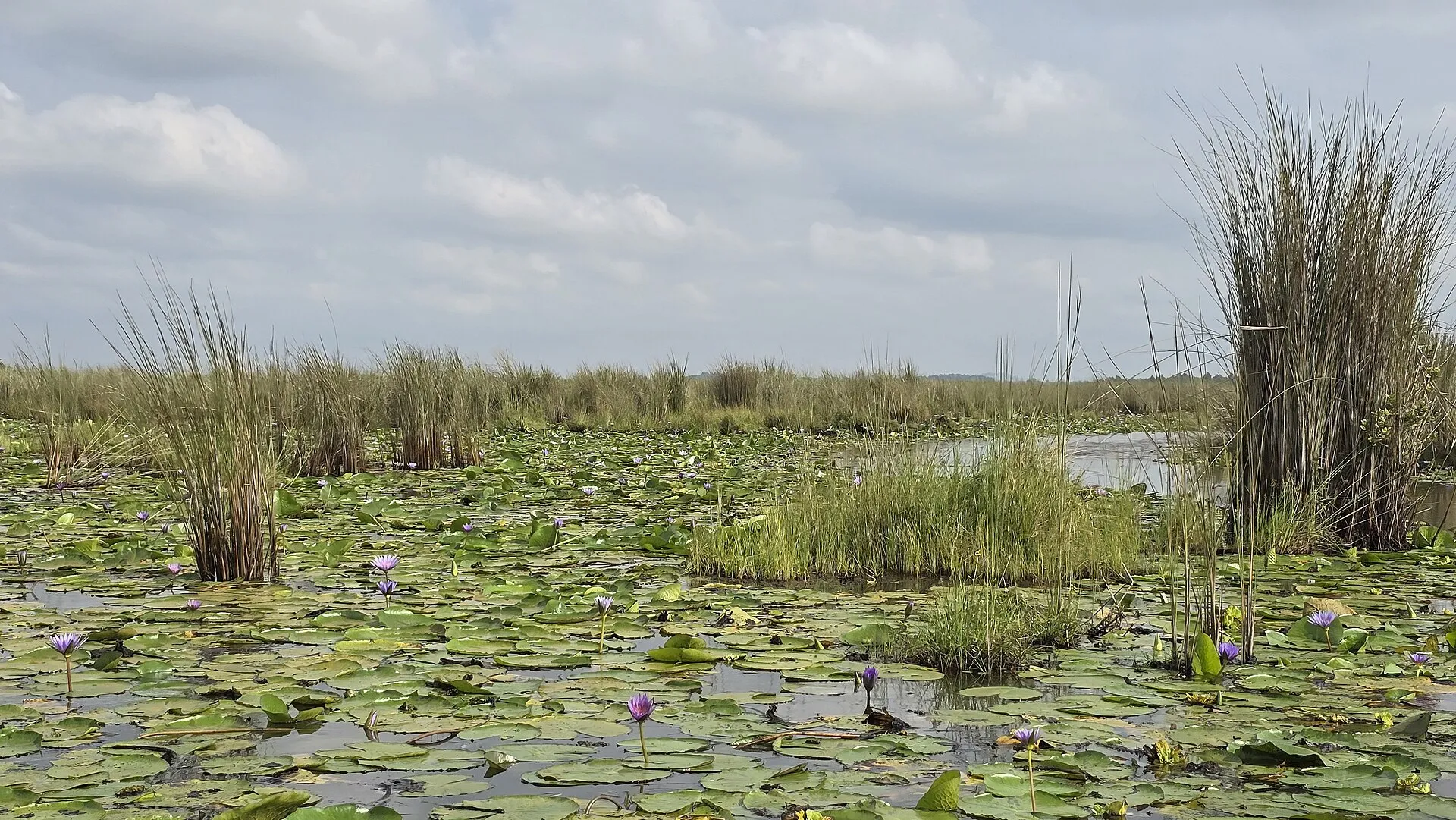 African jacana walking on water lilies among purple flowers in Mabamba Swamp