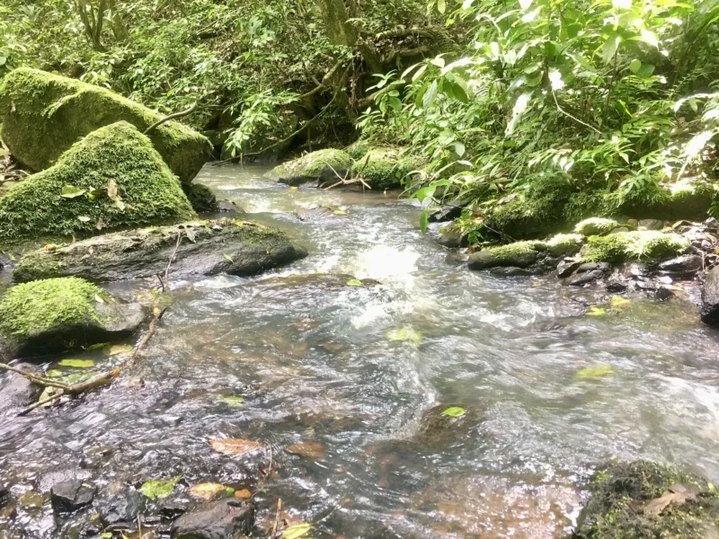 A clear stream flowing through Mabira Forest