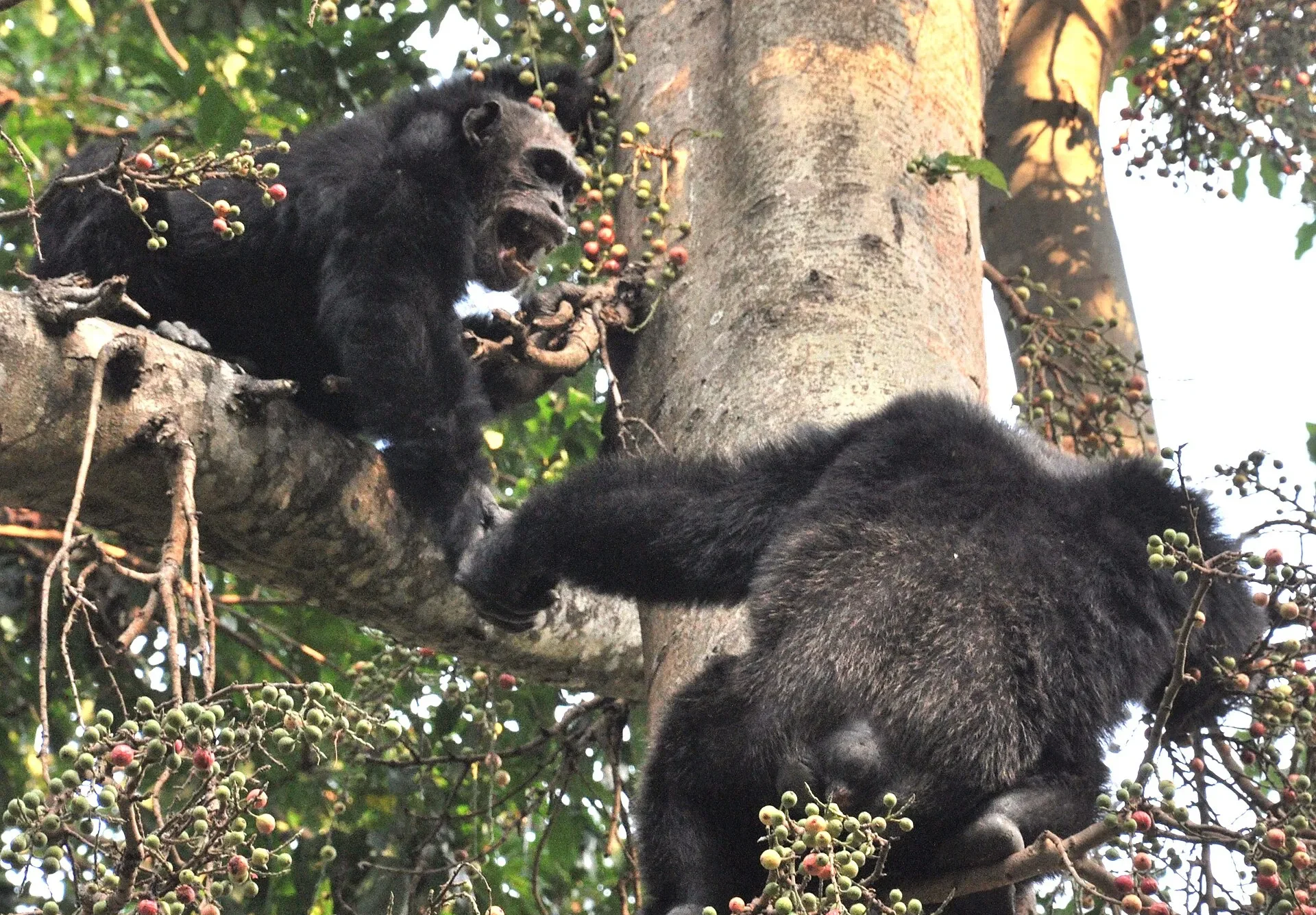Adult male chimpanzees feeding in a tree in Mahale Mountains National Park