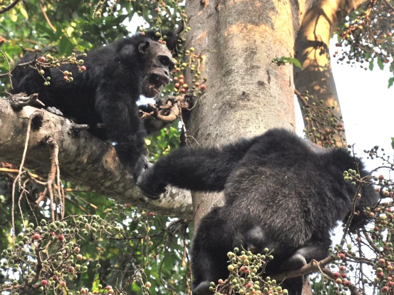 Adult male chimpanzees feeding in a tree in Mahale Mountains National Park