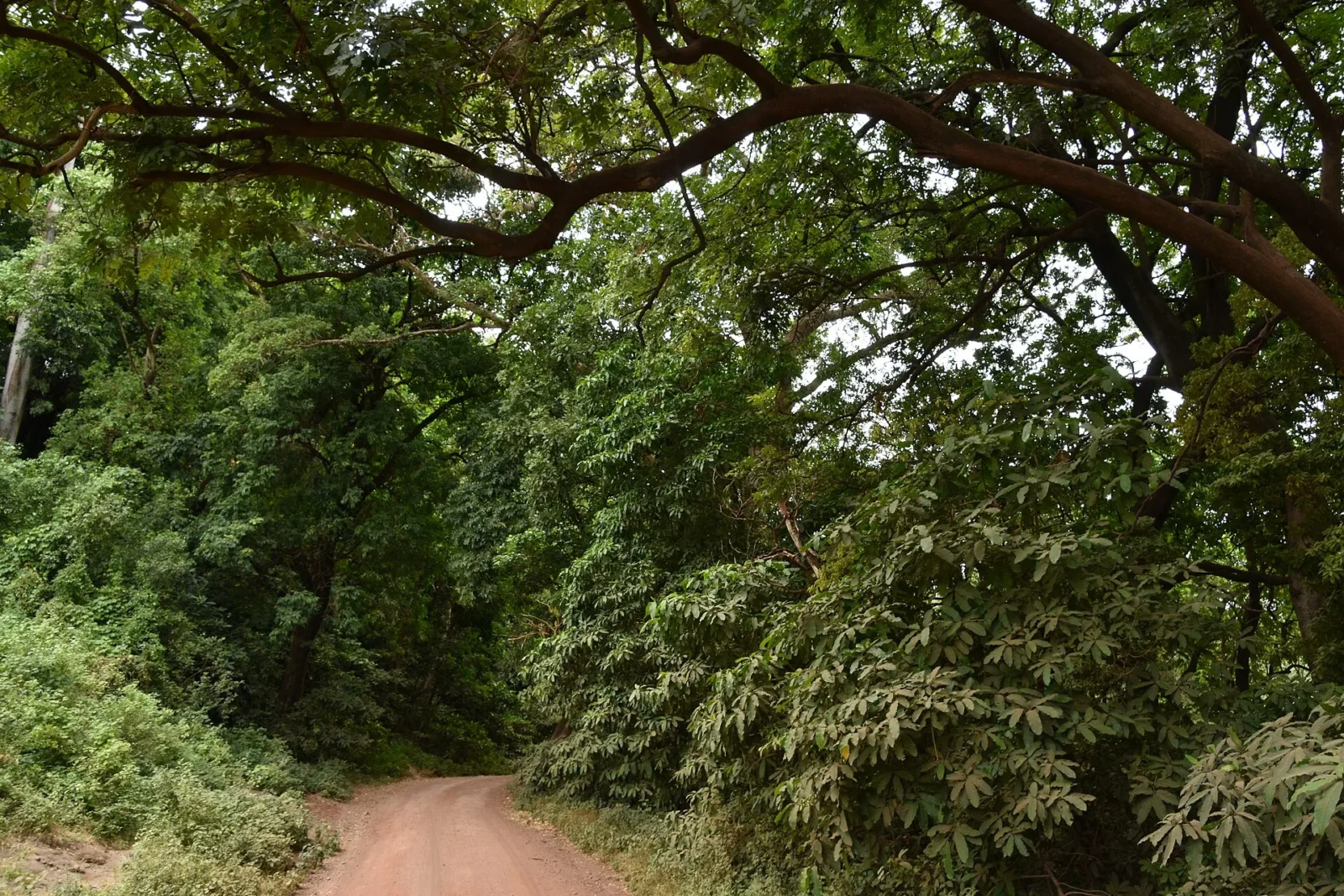 Road through the groundwater forest of Lake Manyara National Park