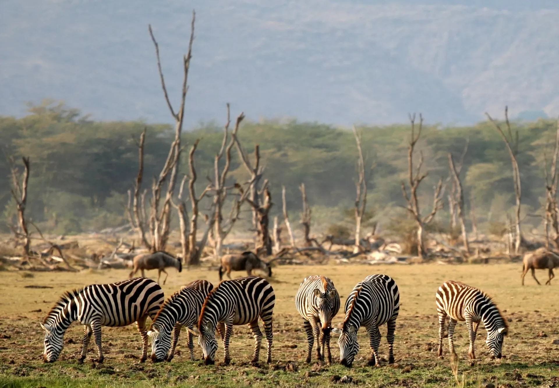 Zebras and wildebeest in Lake Manyara National Park