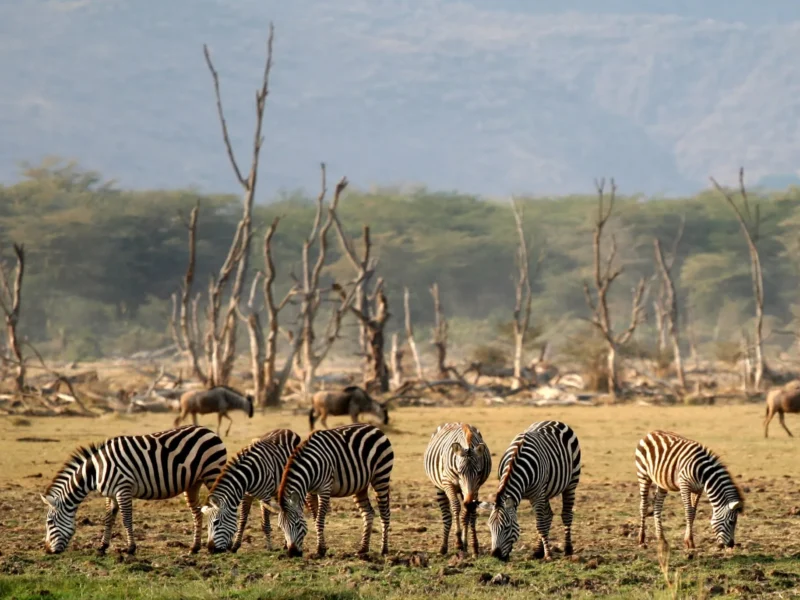 Zebras and wildebeest in Lake Manyara National Park