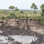 Wildebeest herd crossing the Mara River in the northern Serengeti