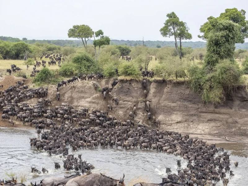 Wildebeest herd crossing the Mara River in the northern Serengeti