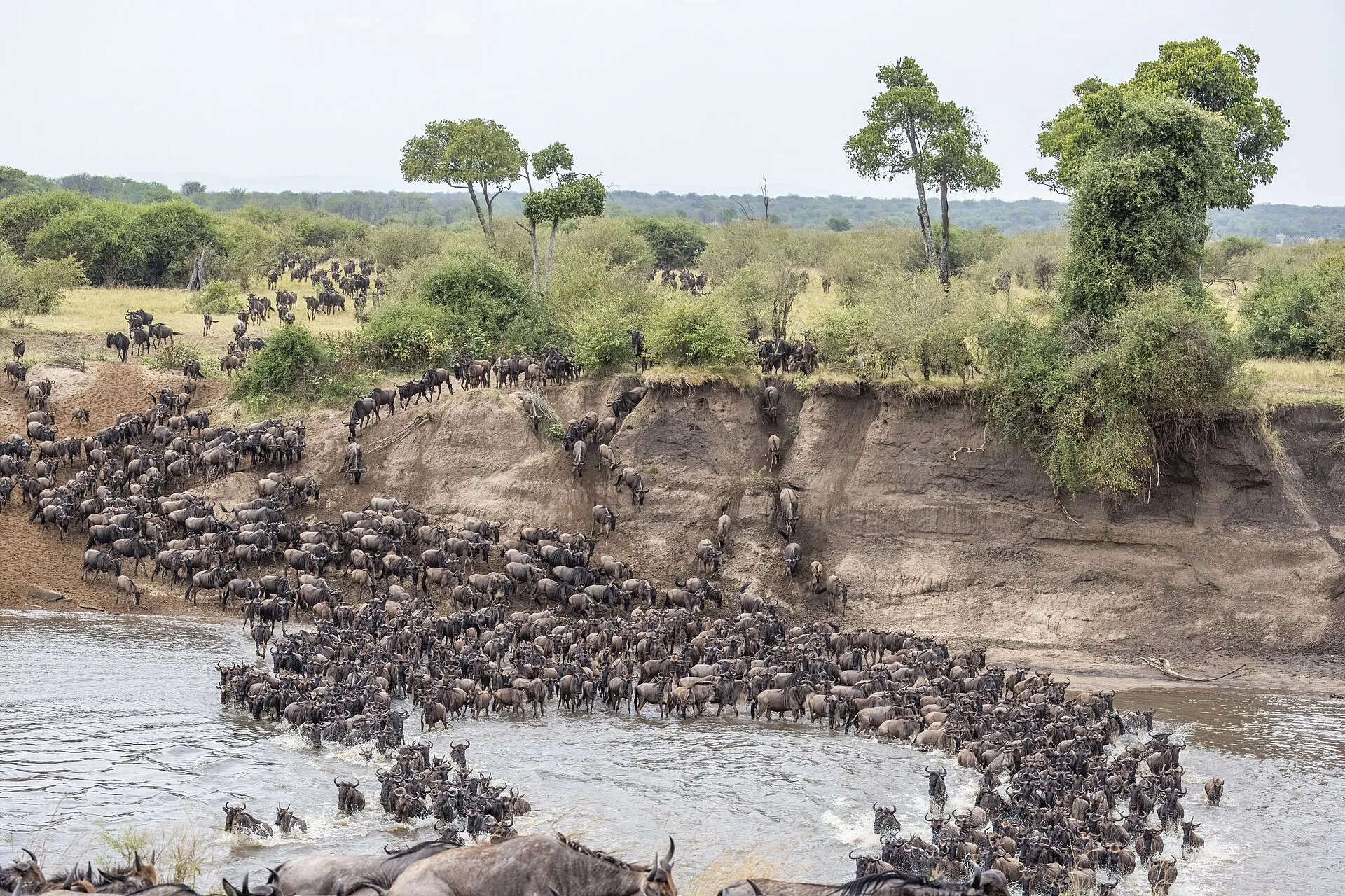 Wildebeest herd crossing the Mara River in the northern Serengeti
